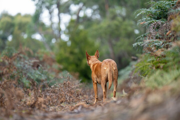 tan kelpie dog in the australian bush in a park