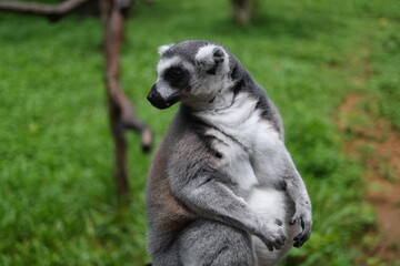 Naklejka na ściany i meble Ring-tailed lemurs found only on the island of Madagascar