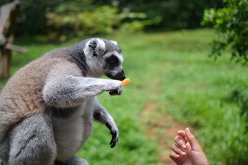 Ring-tailed lemurs found only on the island of Madagascar