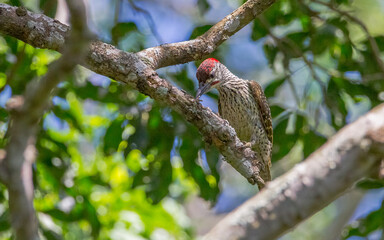 Fototapeta premium The golden-tailed woodpecker (Campethera abingoni) is a species of bird in the family Picidae. Its specific name commemorates the 5th Earl of Abingdon.