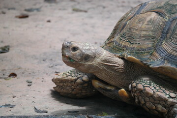 The face of an African spiny tortoise