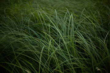 Green tall grass blown by the wind