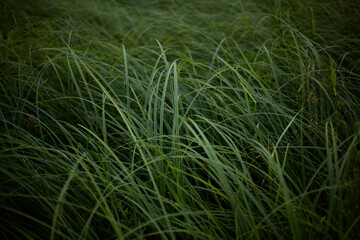 Green tall grass blown by the wind