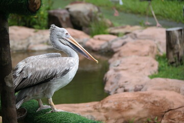 Pelican performing a show at the zoo