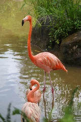 Fototapeten A flamingo stands gracefully in a pond  © hyungmin