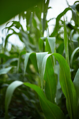 Corn. Green leaves of the crop.