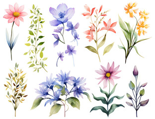 Fototapeta na wymiar Watercolor flowers on white background