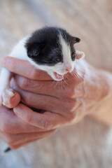 Kitten meowing in hands on white background