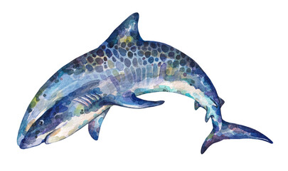 Watercolor Tiger shark. Hand drawn illustration isolated on white background.