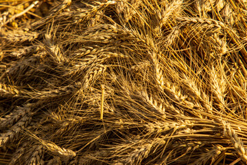 ripe ears of wheat as background.