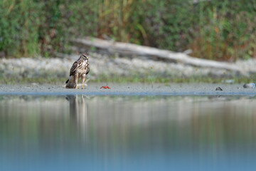 Face to face between common buzzard and the red swamp crayfish (Buteo buteo and Procambarus clarkii)