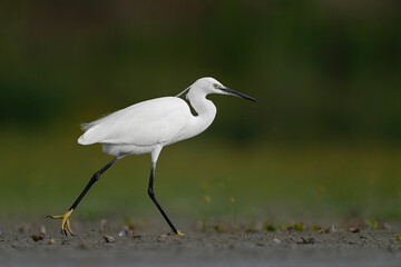 Walking in the wetlands, the beautiful little egret (Egretta garzetta)