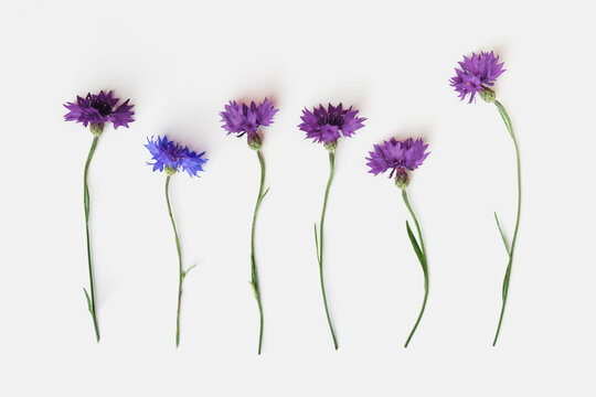 Minimal Flat Lay Of Summer Field Purple Flowers On White Background. Flower Blue Cornflower Plants. Summer Floral Flat Lay Background Of Cornflower Aesthetic Flowery Top View Still Life