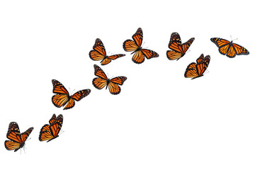 Monarch Butterflies in various flying, basking and standing positions. - 650573587