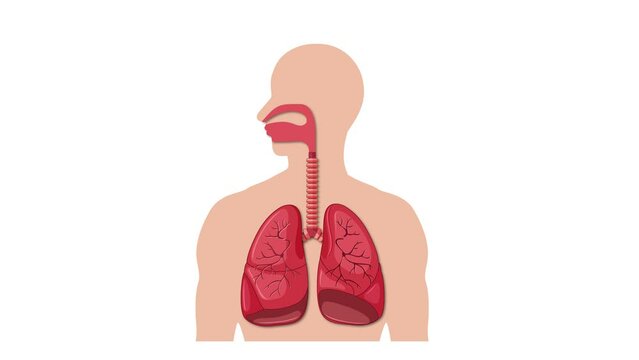 Animation of a medical anatomy study on the harmful effects of asbestos on the human body.