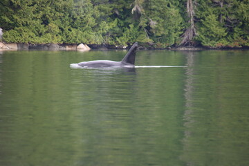 Transient Orca (Orcinus orca), aka Bigg's Killer Whales, Knight Inlet, British Columbia, Canada. © SJM 51