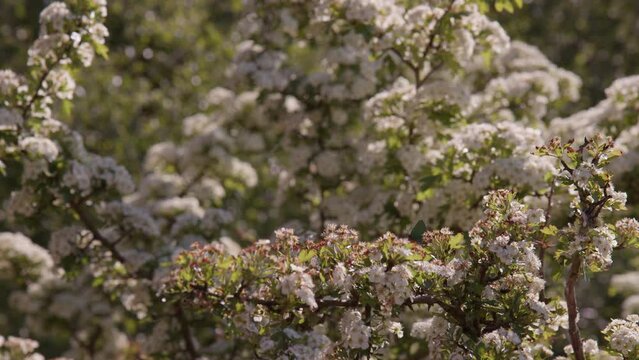 Green Hairstreak Perched Amongst Hawthorn blossom on Spring Day, Dartmoor, Devon