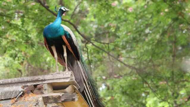 peacock Beautiful peacock on the roof. The video little blur. and normal. A blue peacock fanning its tail. peacock walking saw at n the garden