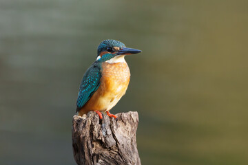 Eisvogel