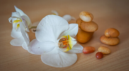 large white orchid flowers on a brown background