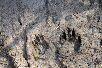 australian native aninal tracks in mud in the bush