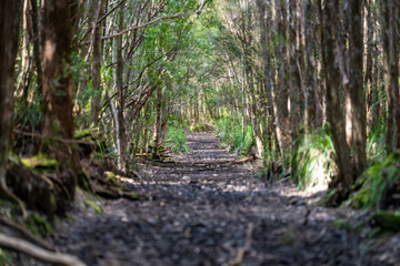 walking track in a national park in tasmania australia