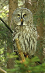 great grey owl (Strix nebulosa), bird with gray feathers