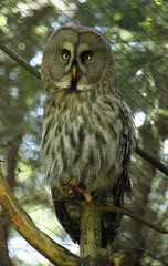 The Ural owl (Strix uralensis) is a large nocturnal owl