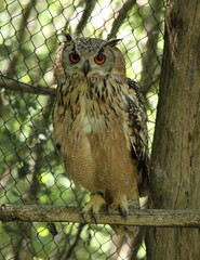 Bubo bengalensis, also known as the Indian eagle-owl or rock eagle-owl is a large horned owl species