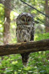 The Ural owl (Strix uralensis) is a large nocturnal owl