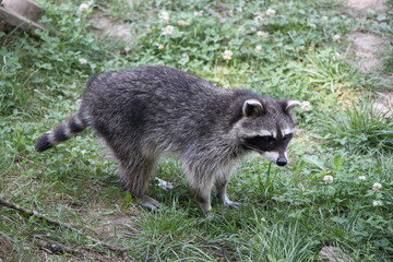 raccoon (procyon loto) close up 