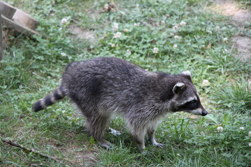 raccoon (procyon loto) close up 