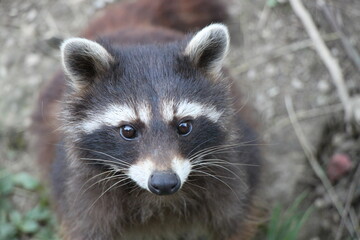 raccoon (procyon loto) close up 