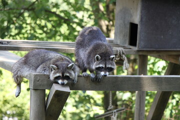 raccoon (procyon loto) close up 