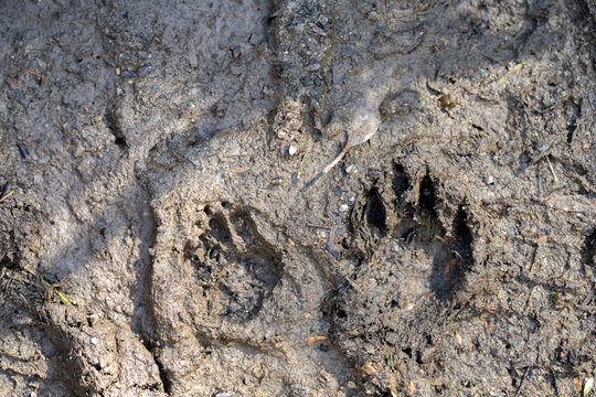 australian native aninal tracks in mud in the bush