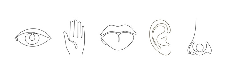 Five organ sense, line continuous. See, touch, taste, hear, smell set symbol. Eye, ear, tongue, nose, hand outline symbol. Vector illustration