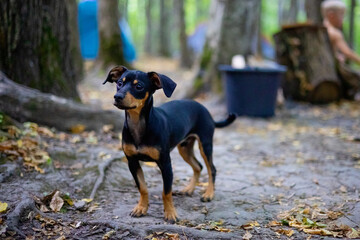 Portrait of a cute little dog against the background of a summer forest. A puppy of a dwarf pinscher in nature