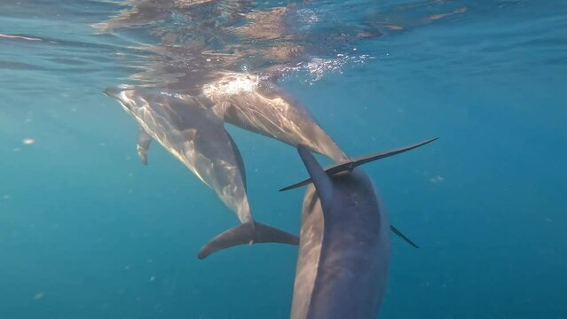 Dolphins playing gracefully beneath the early morning water surface.