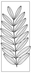 Black outline of a large branch with leaves on a white background. Plant outlines for coloring, creating designs and patterns. Acacia branches silhouetted.