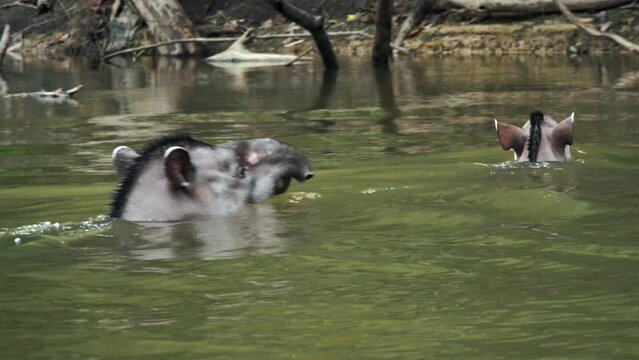 Brazilian Lowland Tapir swimming with her young towards the riverbank