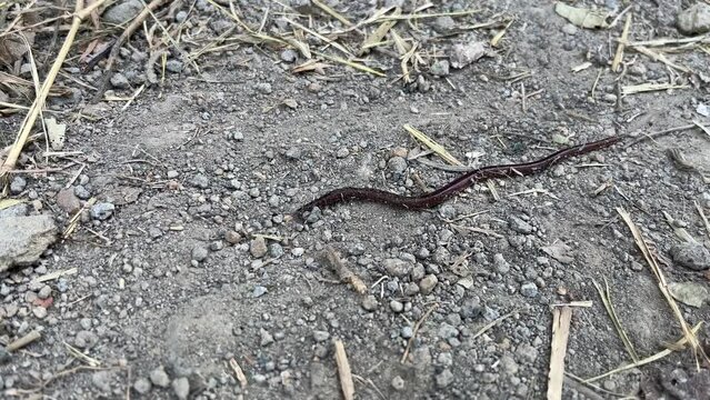 close-up footage of a worm on the ground, visible body of a worm