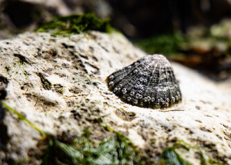 Closeup  of Single large patelliform limpet (sea snail) attached to a seaweed covered rock on the...