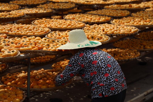 Fresh picked Persimmon fruit in baskets laid out in the sun to ripen with a woman with straw hat crouching with back to camera sorting them, in Guillin China