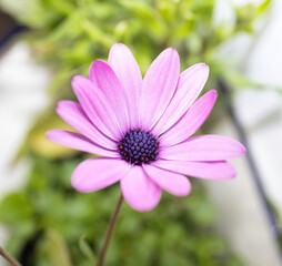 Fototapeta premium Closeup shot of a purple daisybush (Osteospermum) in bloom
