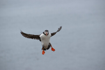 Flying puffin