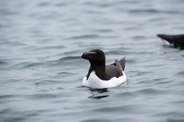 Razorbill