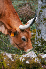 bull, cow on mountain in Portugal - Portuguese mountain longhorn cattle