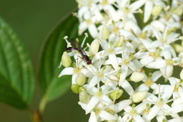 Tiny, female hoverfly Common Dainty, Baccha elongata. Family syrphidae. On white flowers of common dogwood, bloody dogwood (Cornus sanguinea). Dutch garden, September.