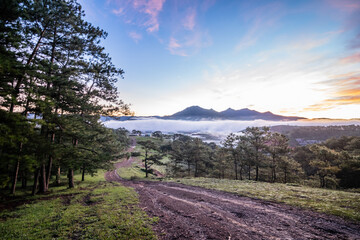 Small trail in the pine forest