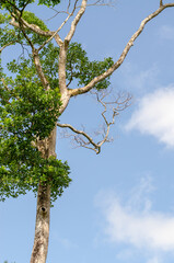 tree and sky